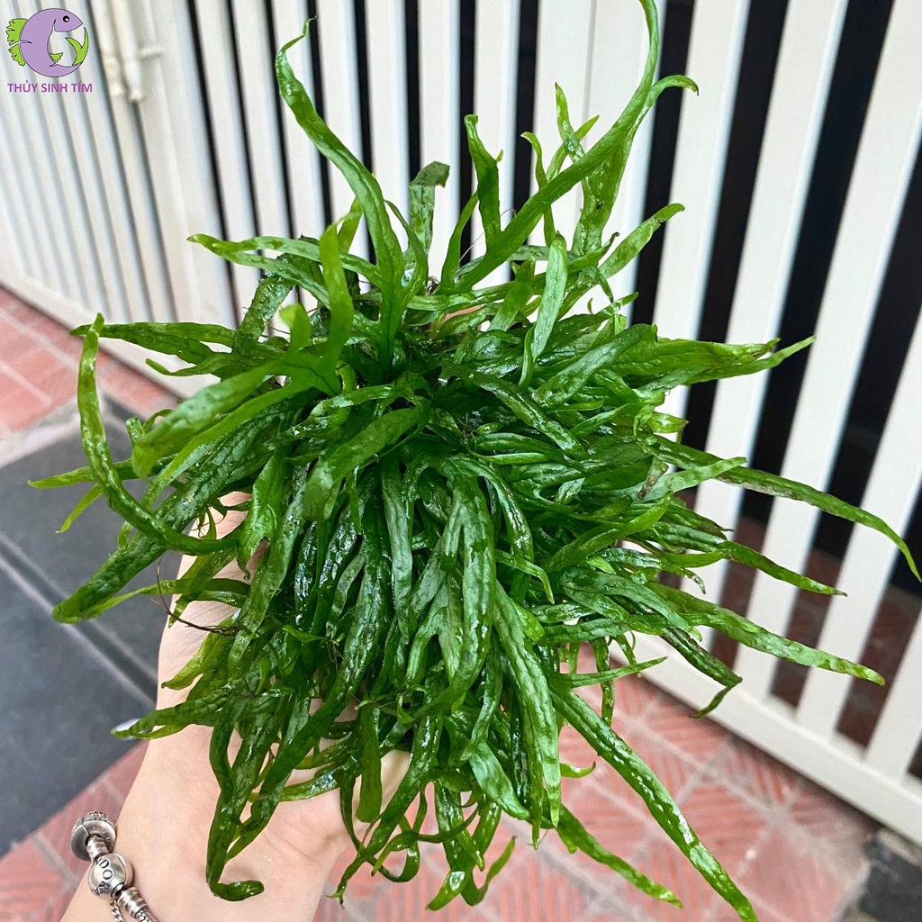 dương xỉ trident 1