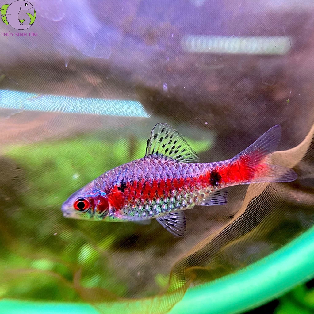 Odessa Barb (Diếc Vảy Rồng) 3