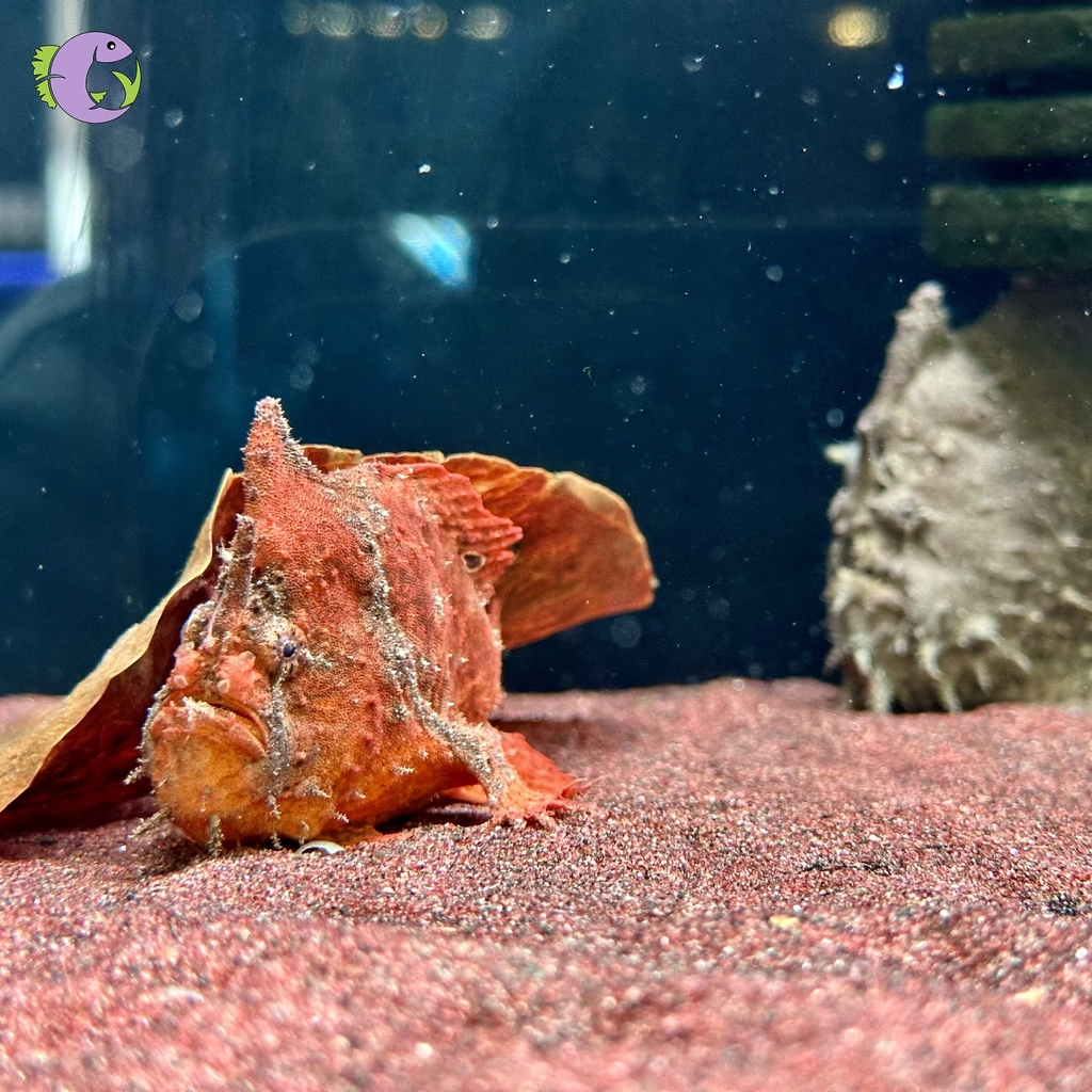 Freshwater Frogfish (Antennarius Biocellatus)