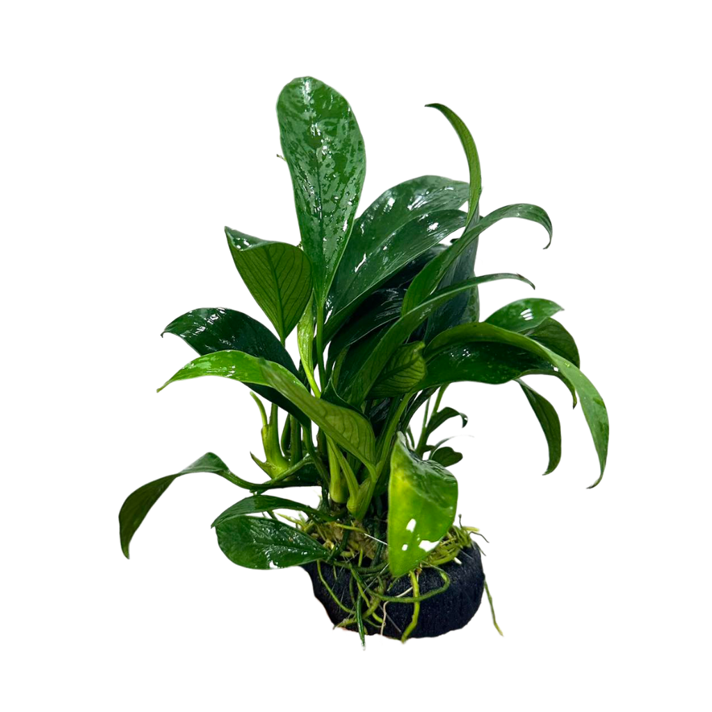 Ráy Lá Dài Gắn Giá Thể