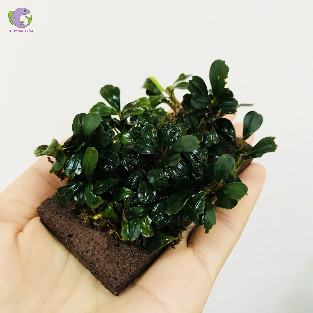 Giá thể nham thạch