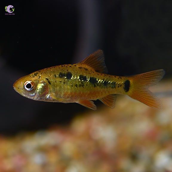 Cá Golden Barb-3