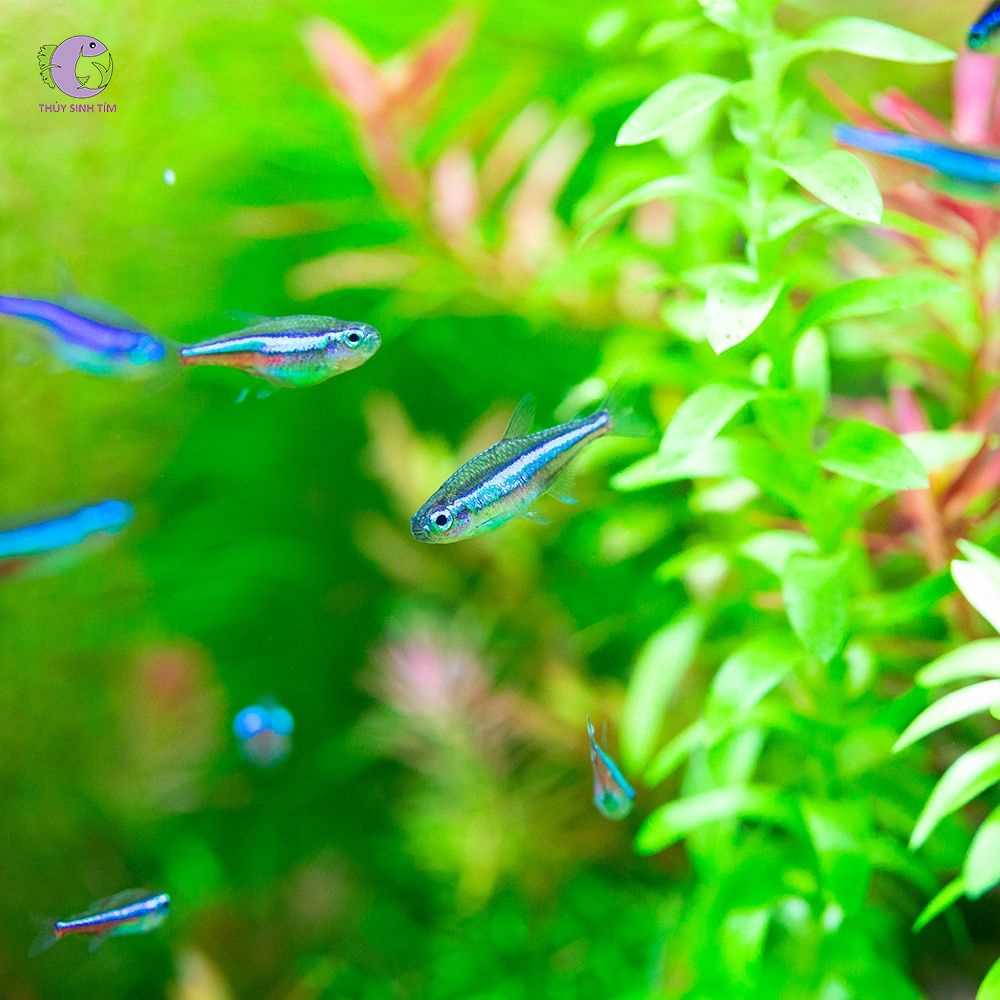 Cá Green Neon-3