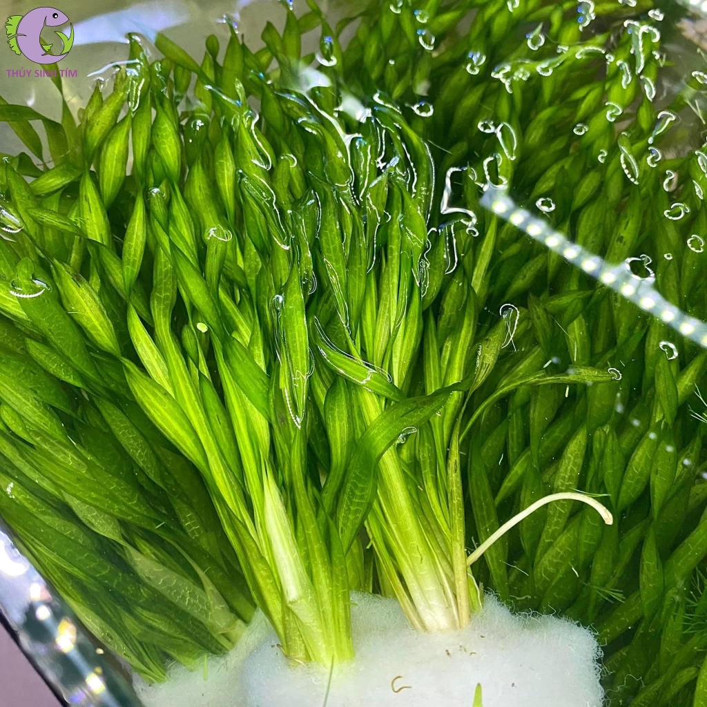 Cây hẹ xoắn - 1