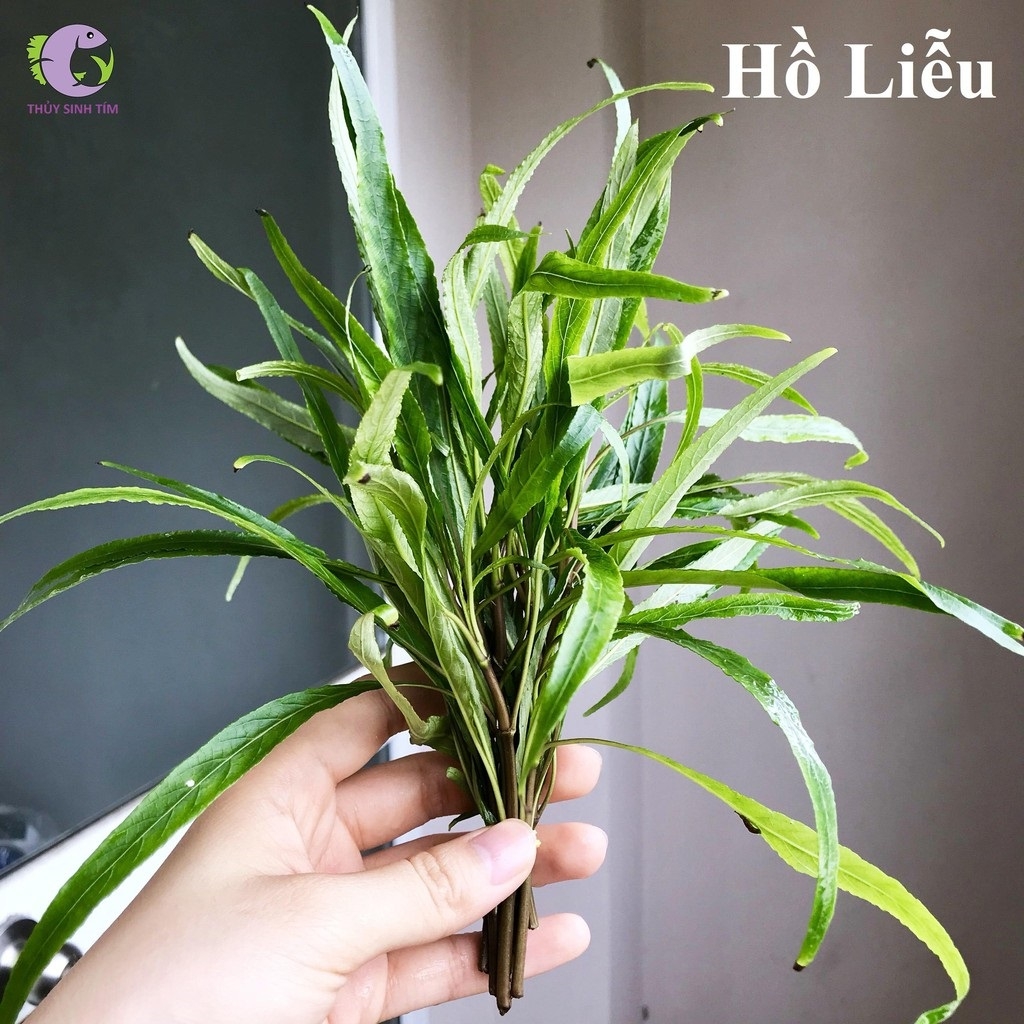 Hồ Liễu-3