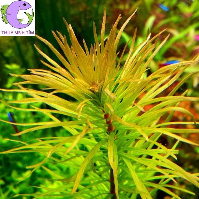 Cây Hoàng Thái Dương