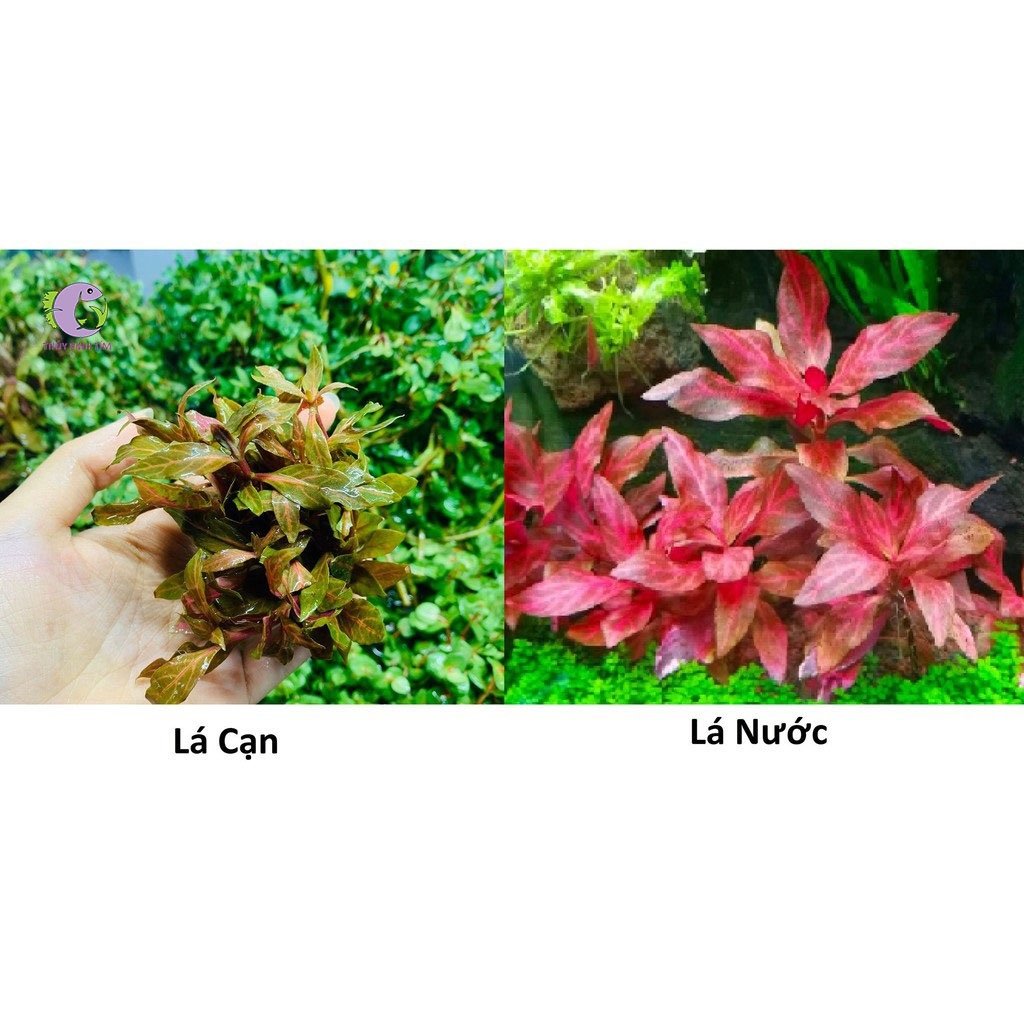 Huyết Tâm lan Gân Trắng-3