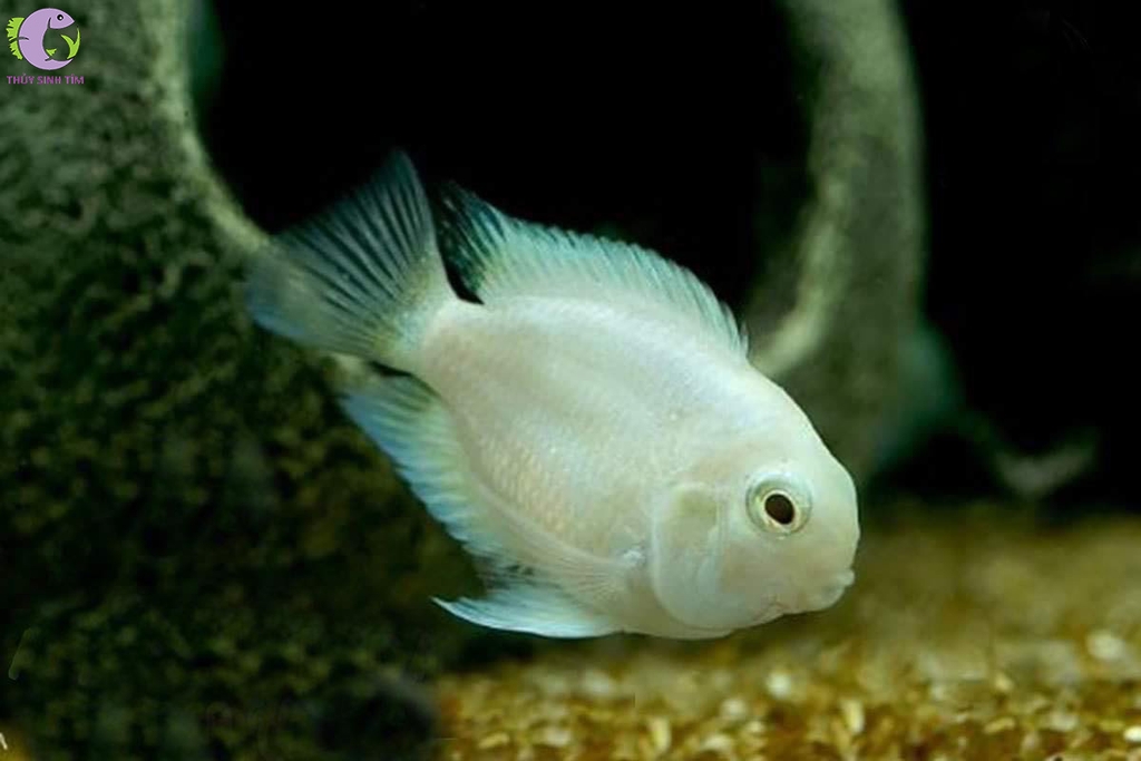 Két Trắng Platinum 1