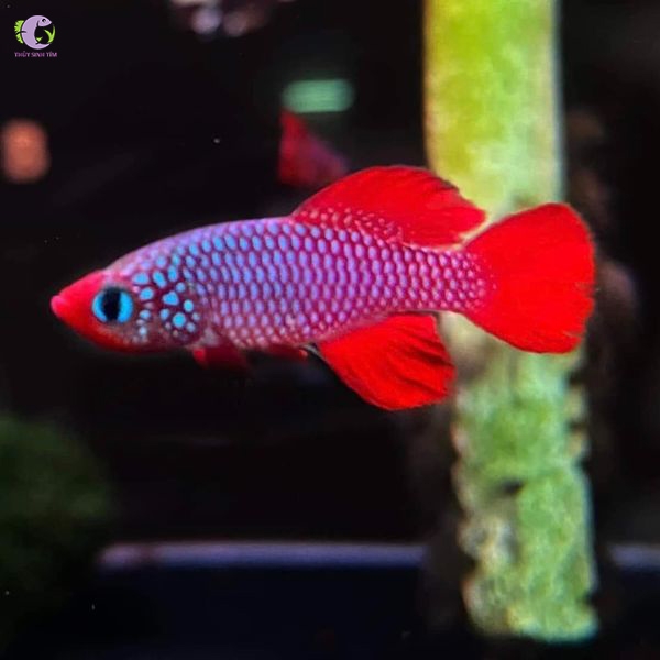 Cá Killi Cardinalis-1