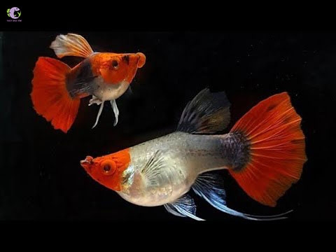 Koi Đen Short Ribon-3