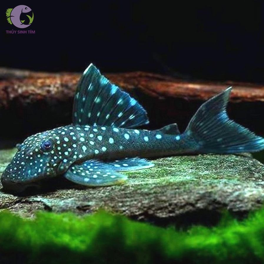 L128 Blue Phantom Pleco