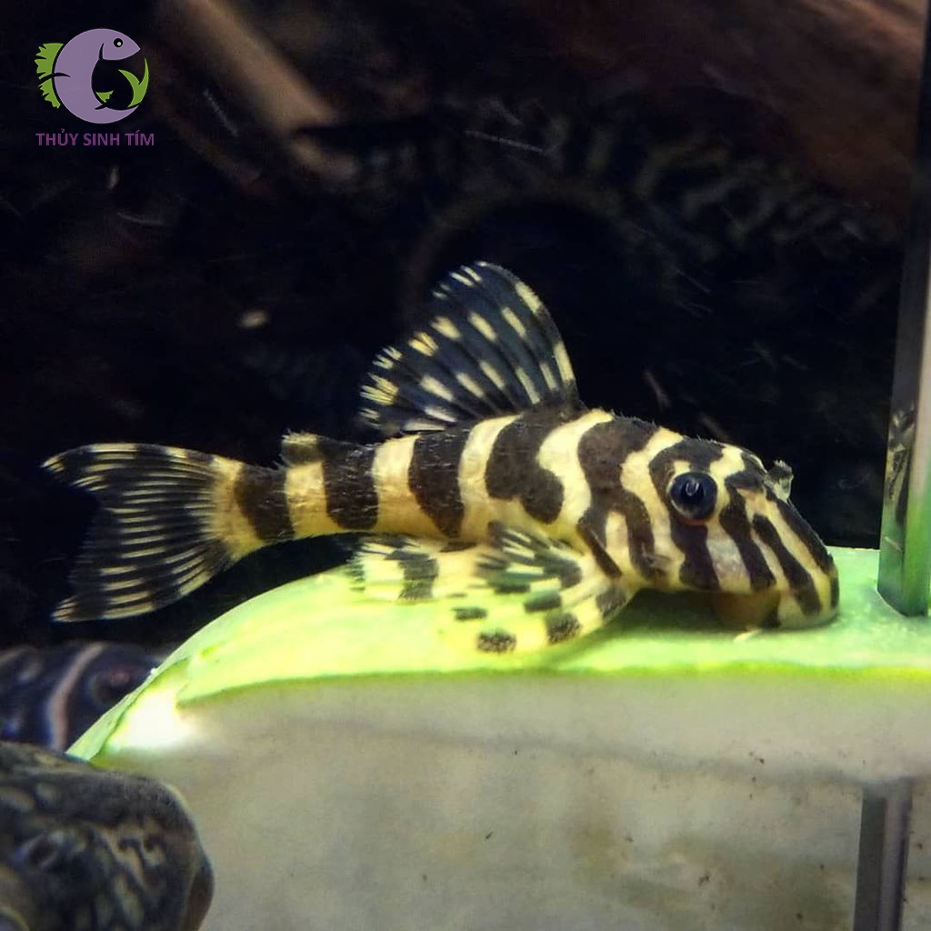 L134 Leopard Frog Pleco