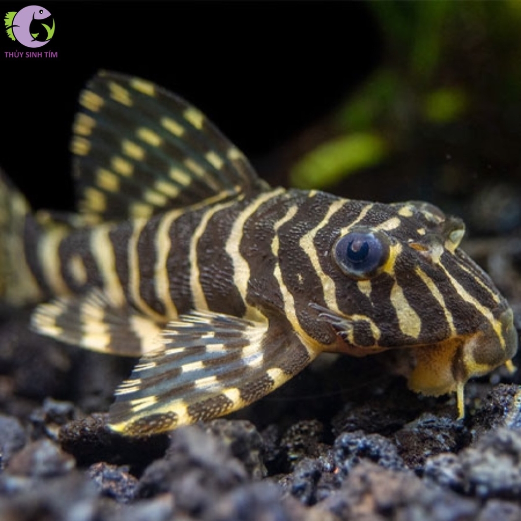 L134 Leopard Frog Pleco