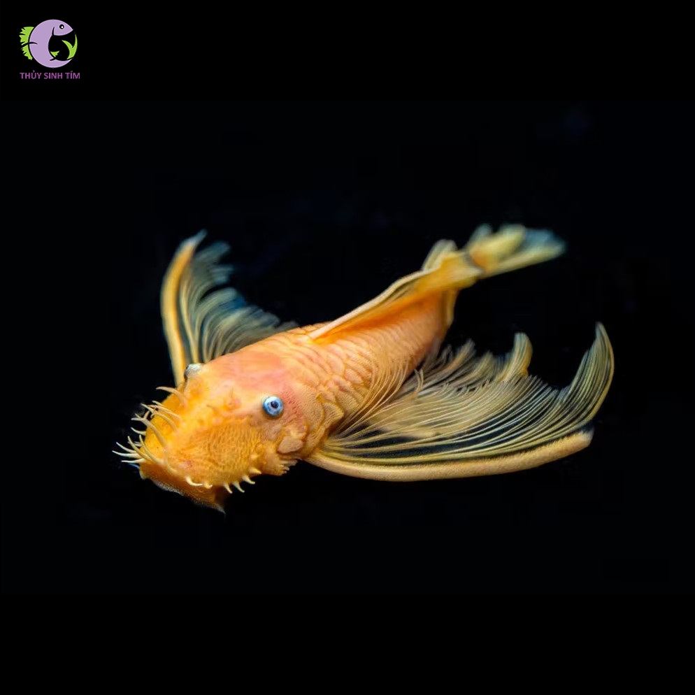 L144a Longfin Blue Eye Lemon Bristlenose Pleco 3