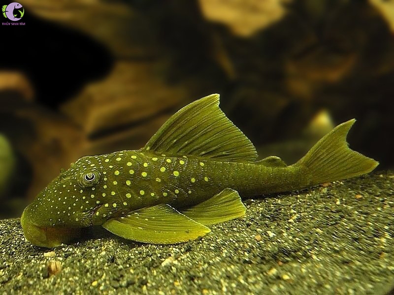 L200 Green Phantom Pleco - 1