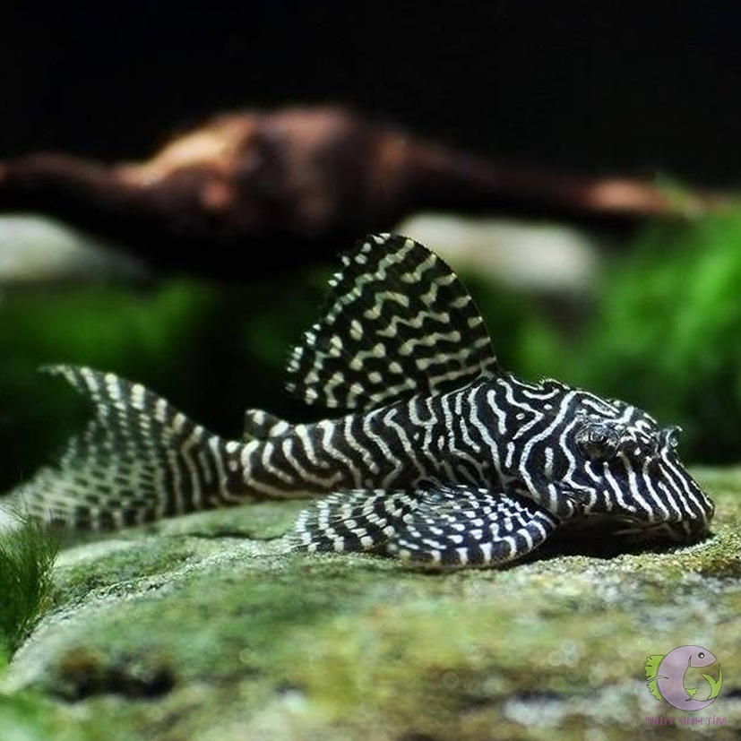 L260 Queen Arabesque Pleco