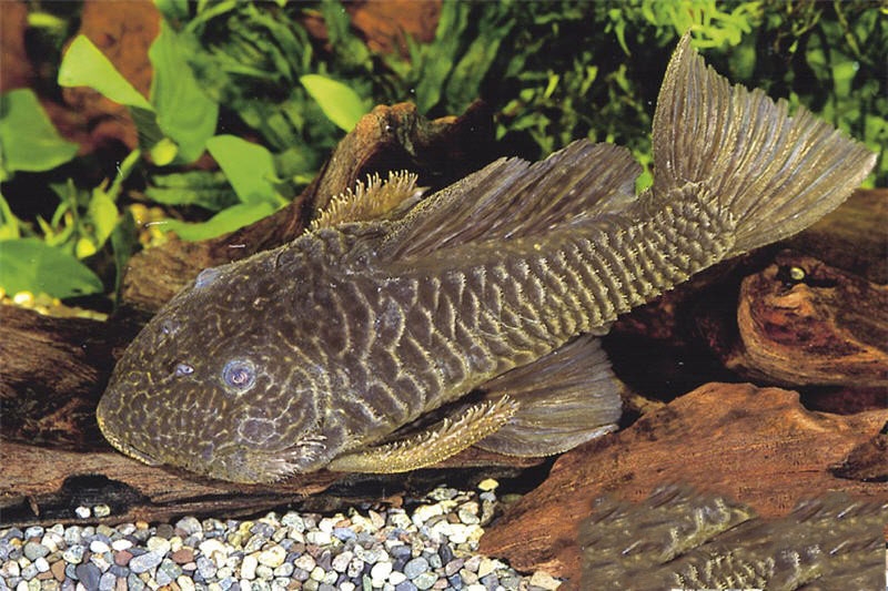 Cá L56 Chubby Pleco 3