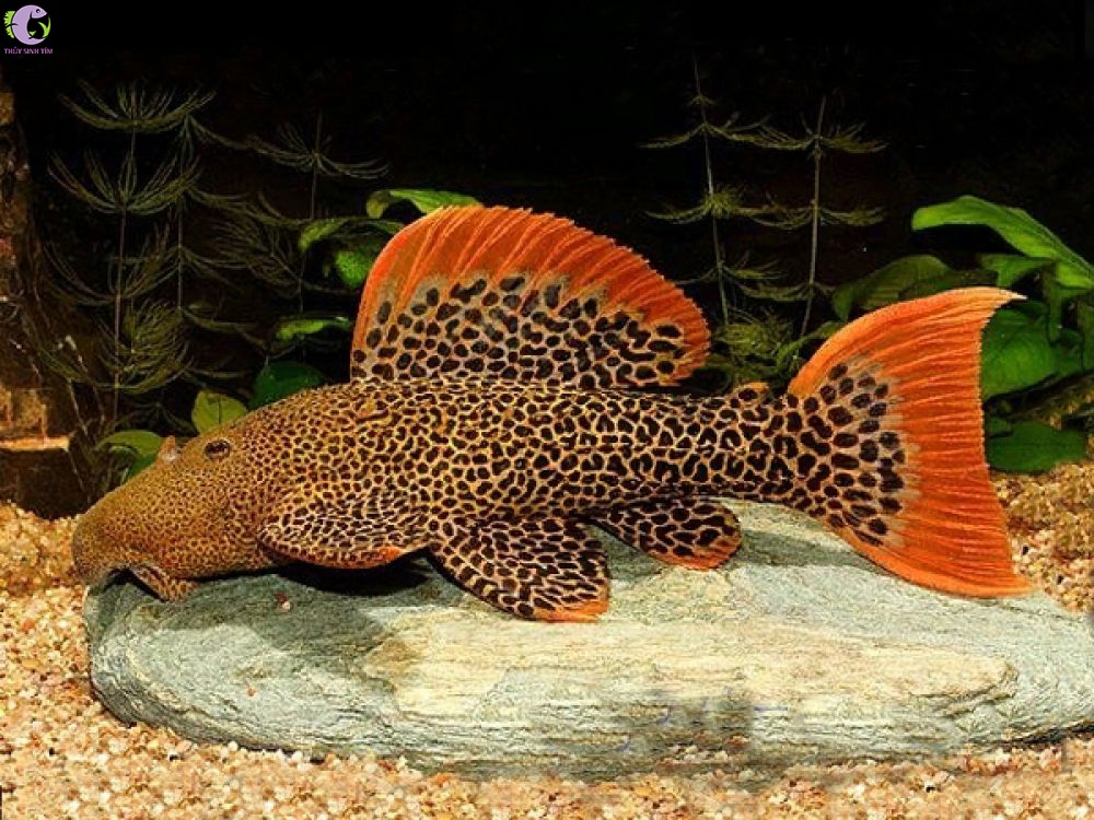 Cá L600 - Leopard Cactus Pleco (size 3)