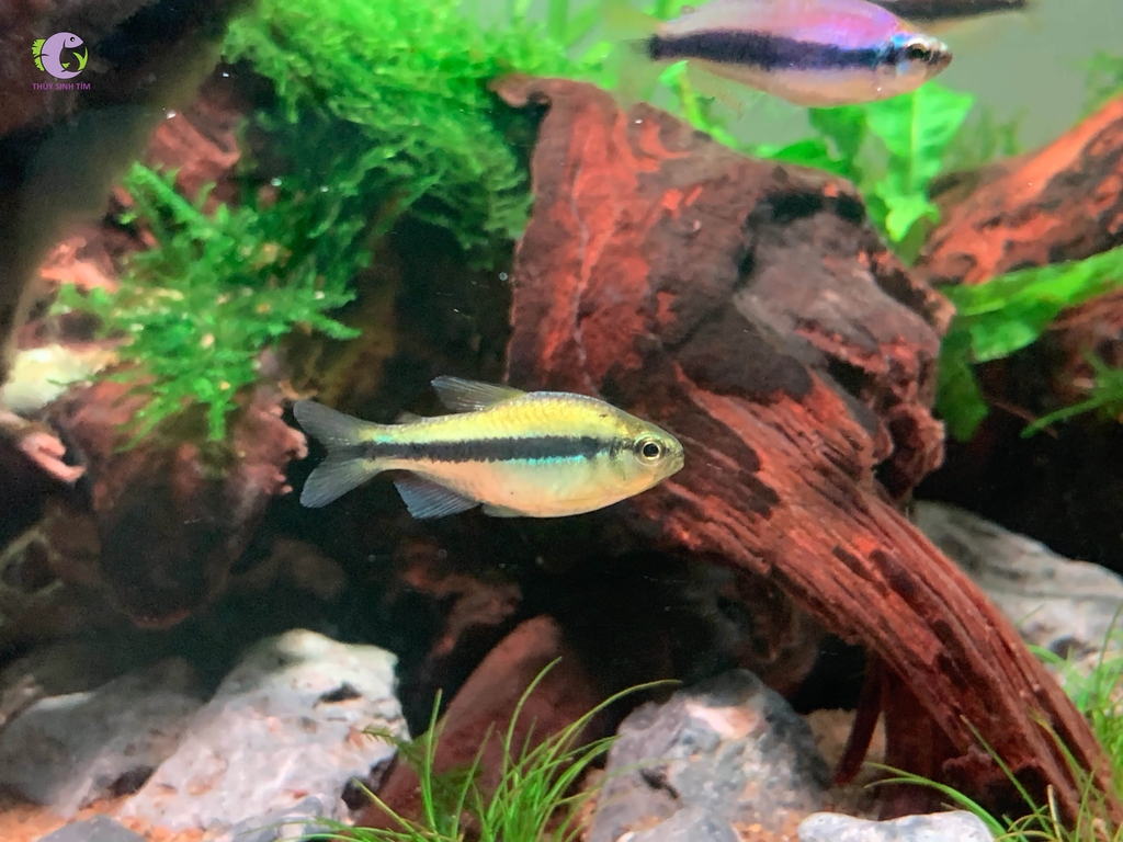 Cá Lapis Tetra-3