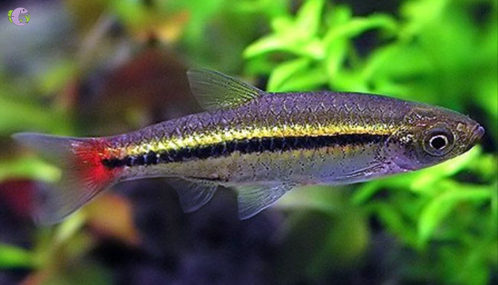 Cá Lòng Tong Đuôi Đỏ - 1