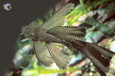 longfin-beo-1
