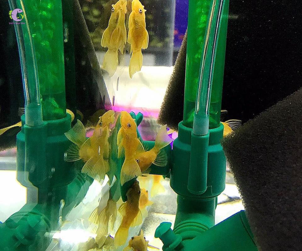 Longfin super short-1