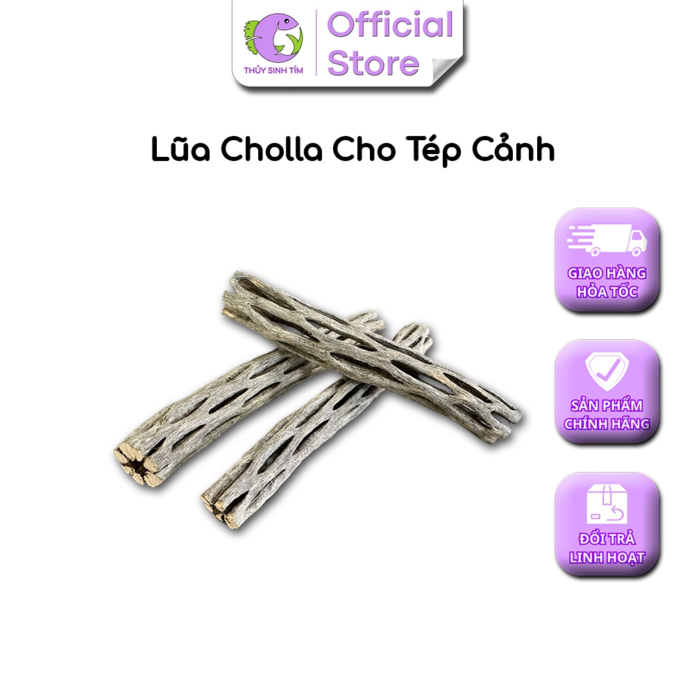Lũa Cholla Bé - 4