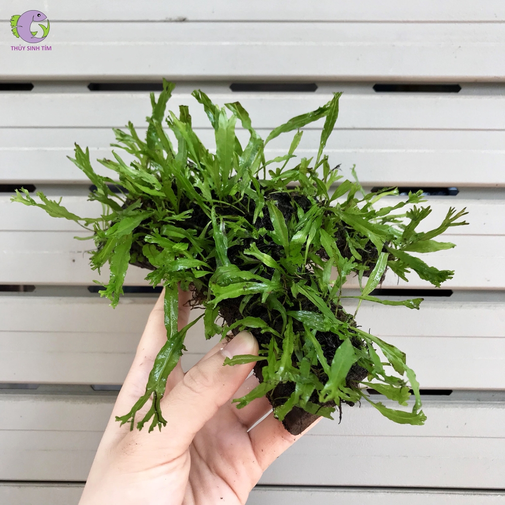 Lũa gắn dương xỉ sừng hươu