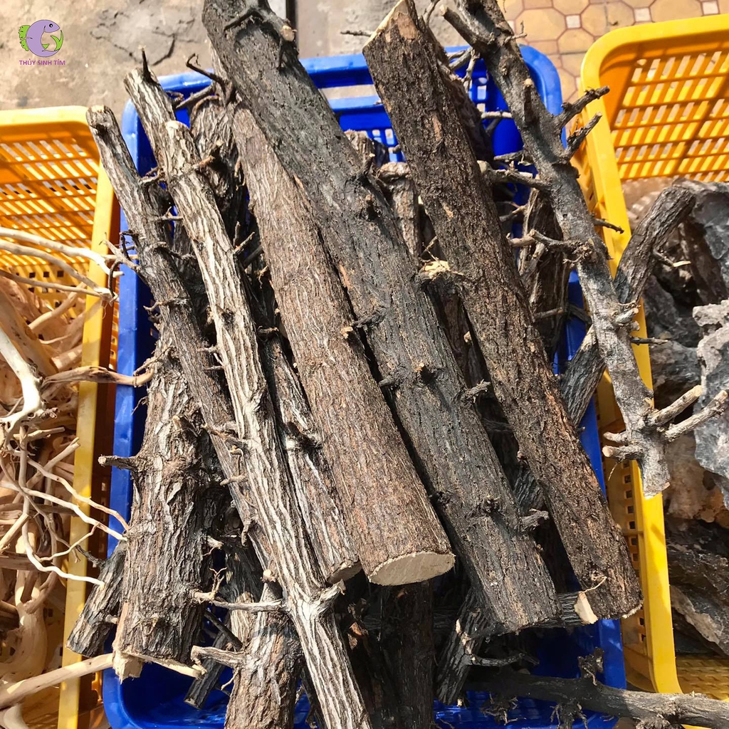 Lũa Thạch Sùng (1kg)-1