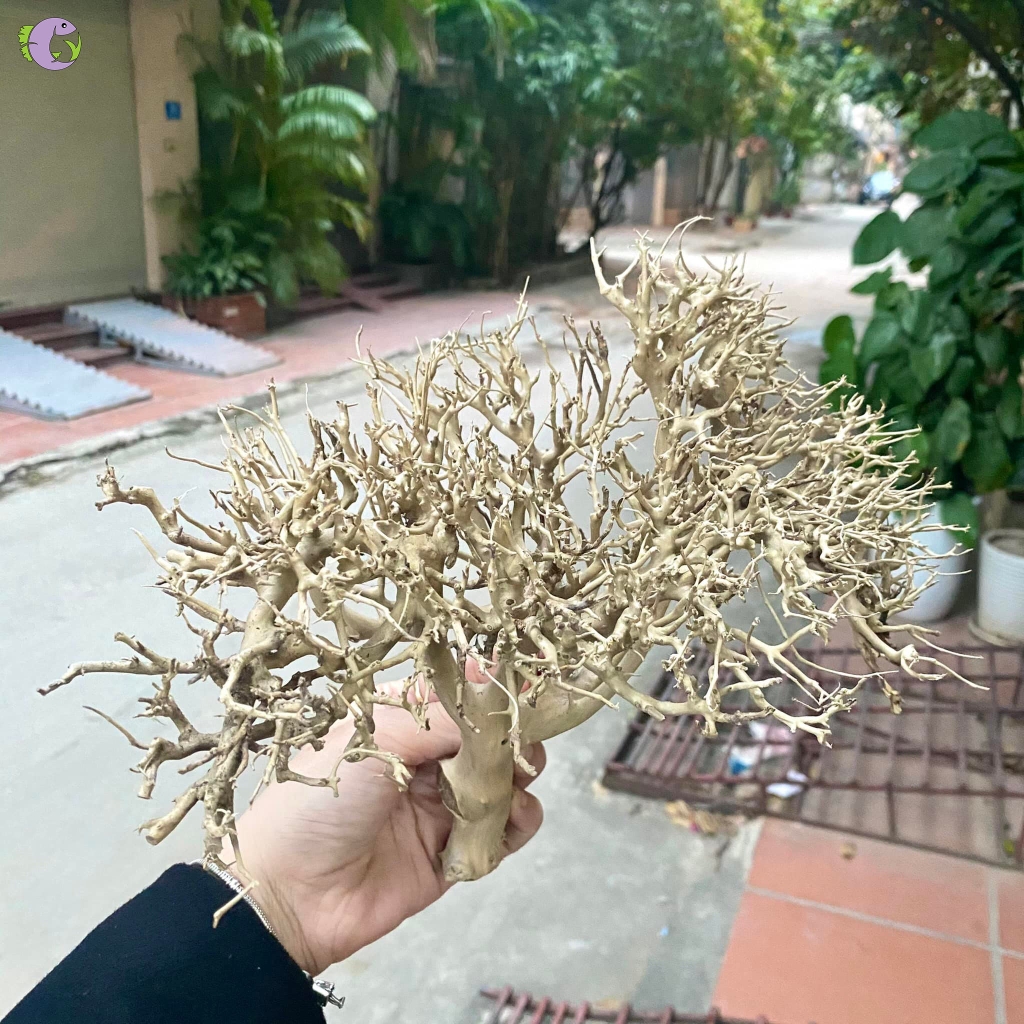 Lũa Xương Chùm 1kg