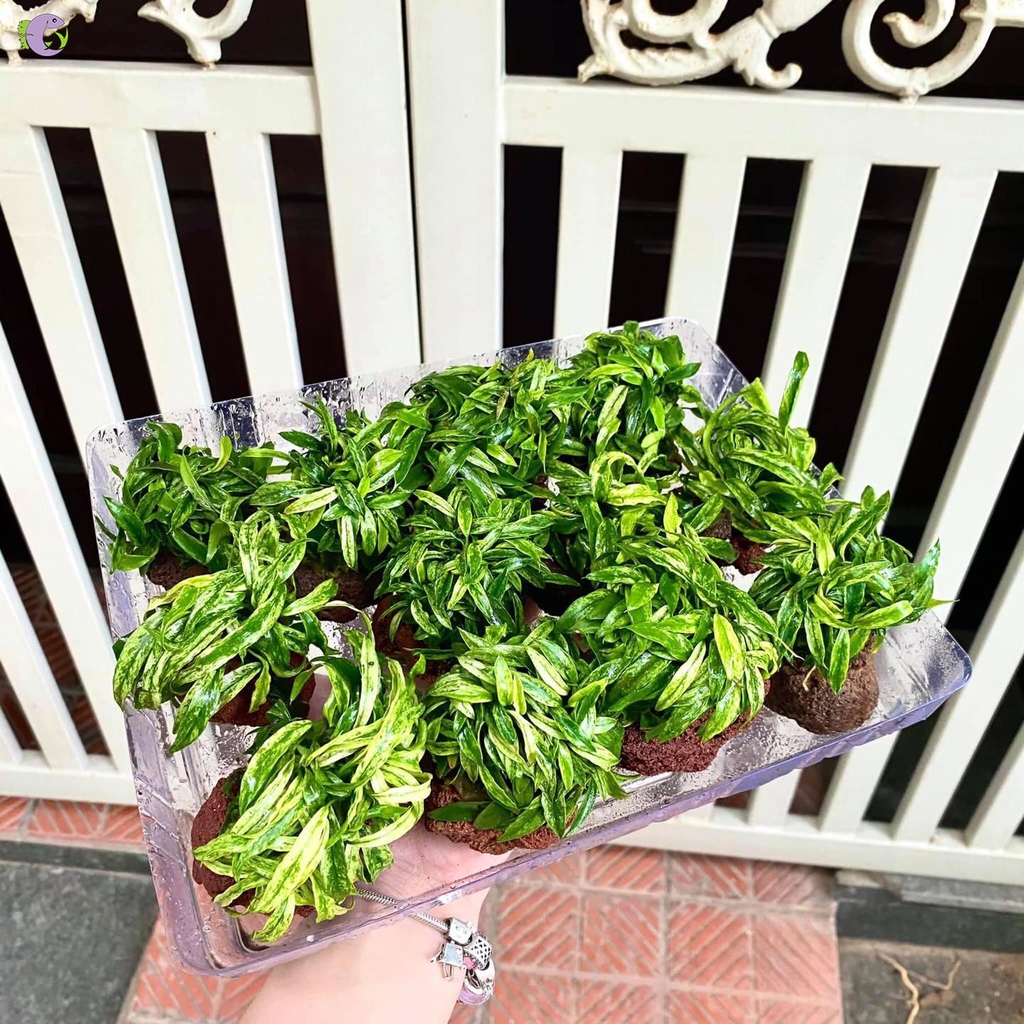 ray-luoi-ho-cam-thach-1