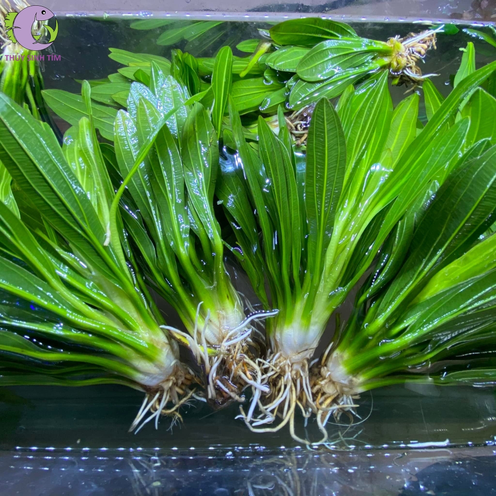 cây lưỡi mèo 1