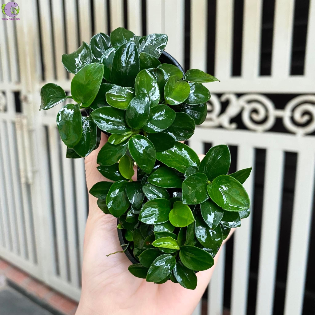 Ráy Nana Petite Thủy Mộc