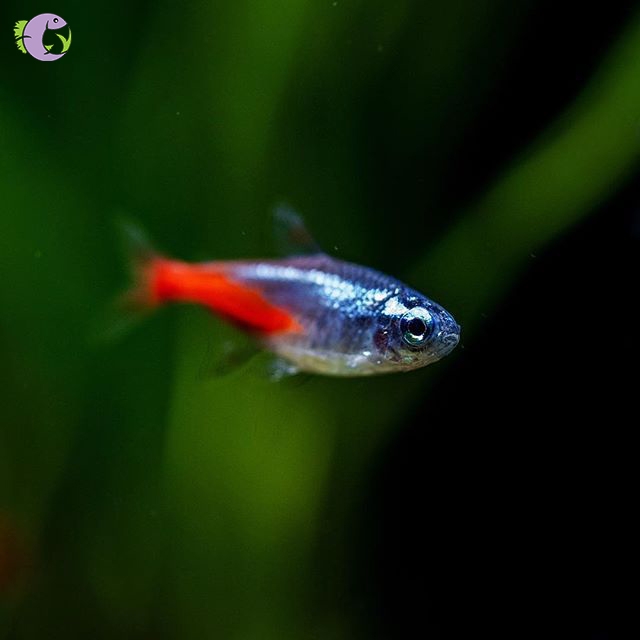 Cá neon kim cương Thủy Sinh Tím