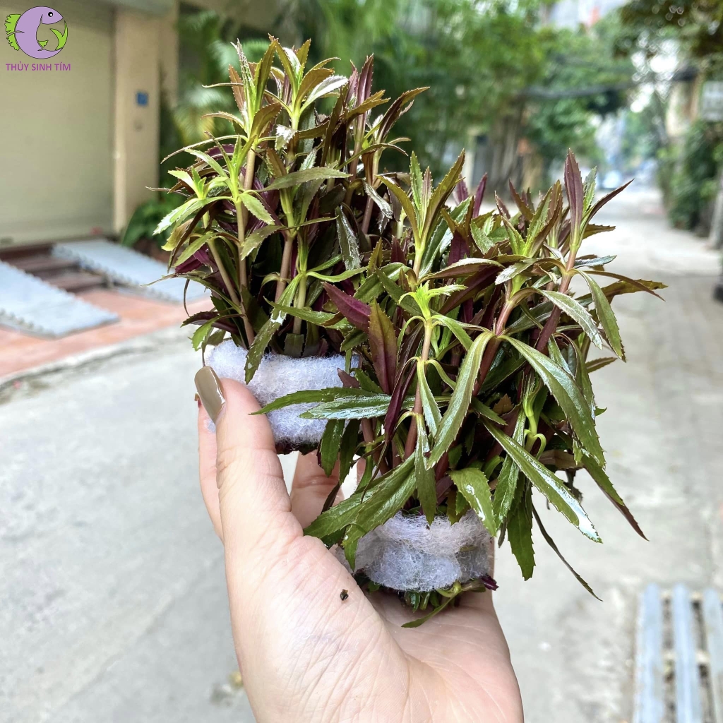 ngổ tím 1