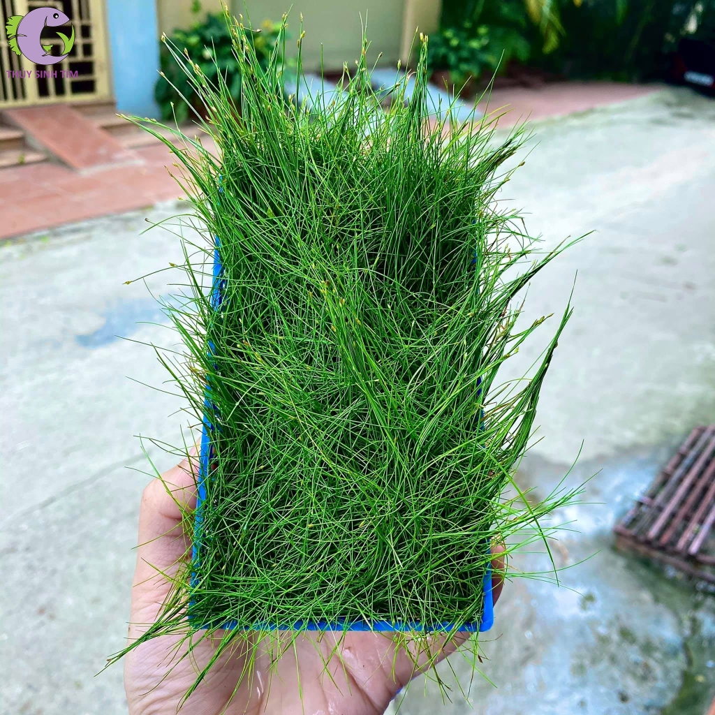 ngưu mao chiên 1