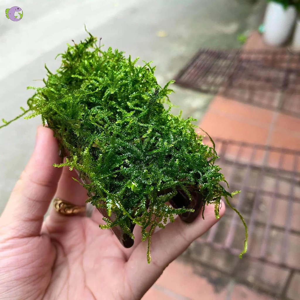 ong-lo-det-gan-reu-1