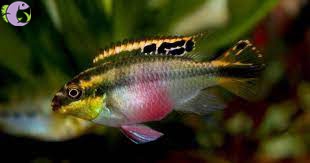 Cá Phượng Hoàng Bụng Lửa - 1