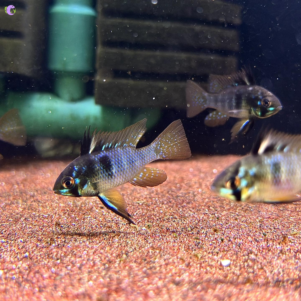 Cá Phượng Hoàng Dark Knight Ram