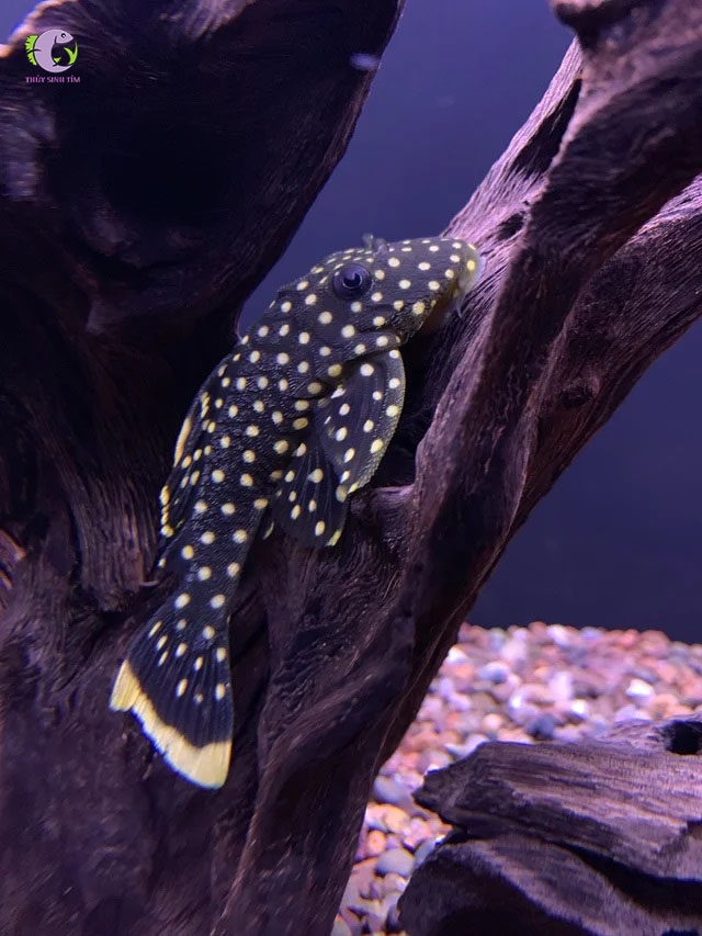 Cá Pleco L177 - Gold Nugget-3