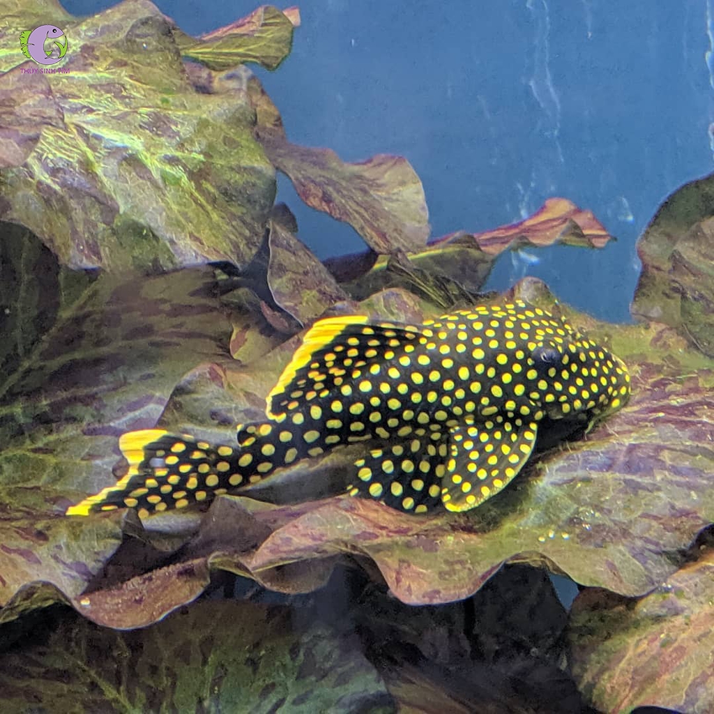 Cá Pleco L18 - Golden Nugget -3