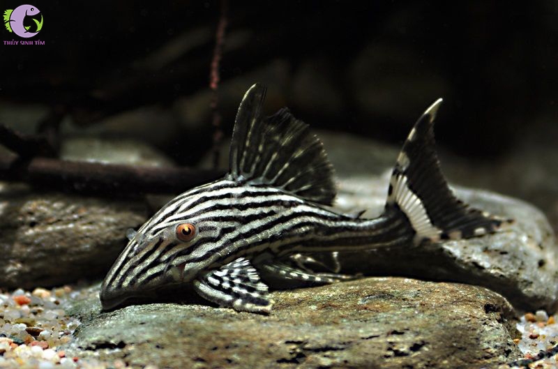 Cá L190 Royal Pleco  1