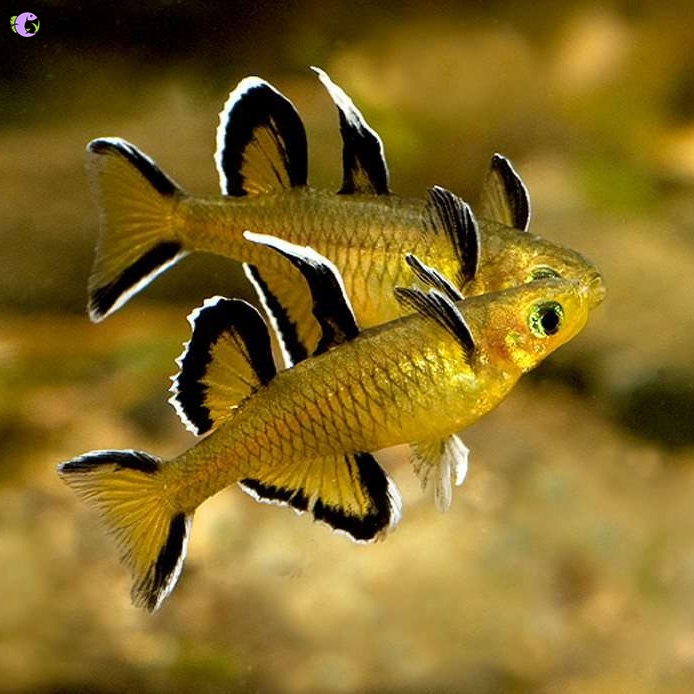 Cá Cầu Vồng Mellis (Pseudomugil Mellis)