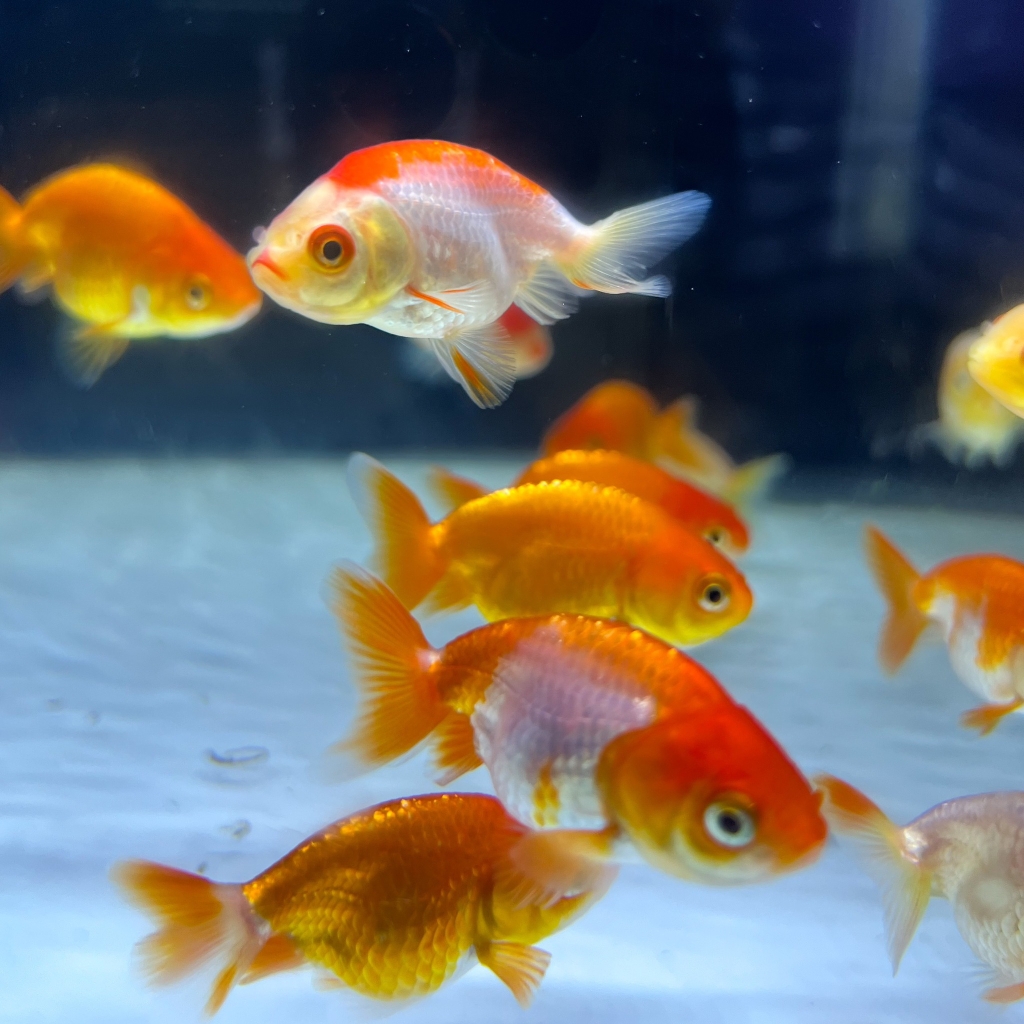 Cá Ranchu | Thủy Sinh Tím
