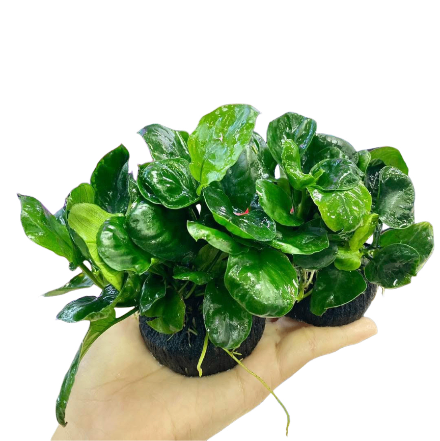 Ráy Lá Tròn Gắn Giá Thể