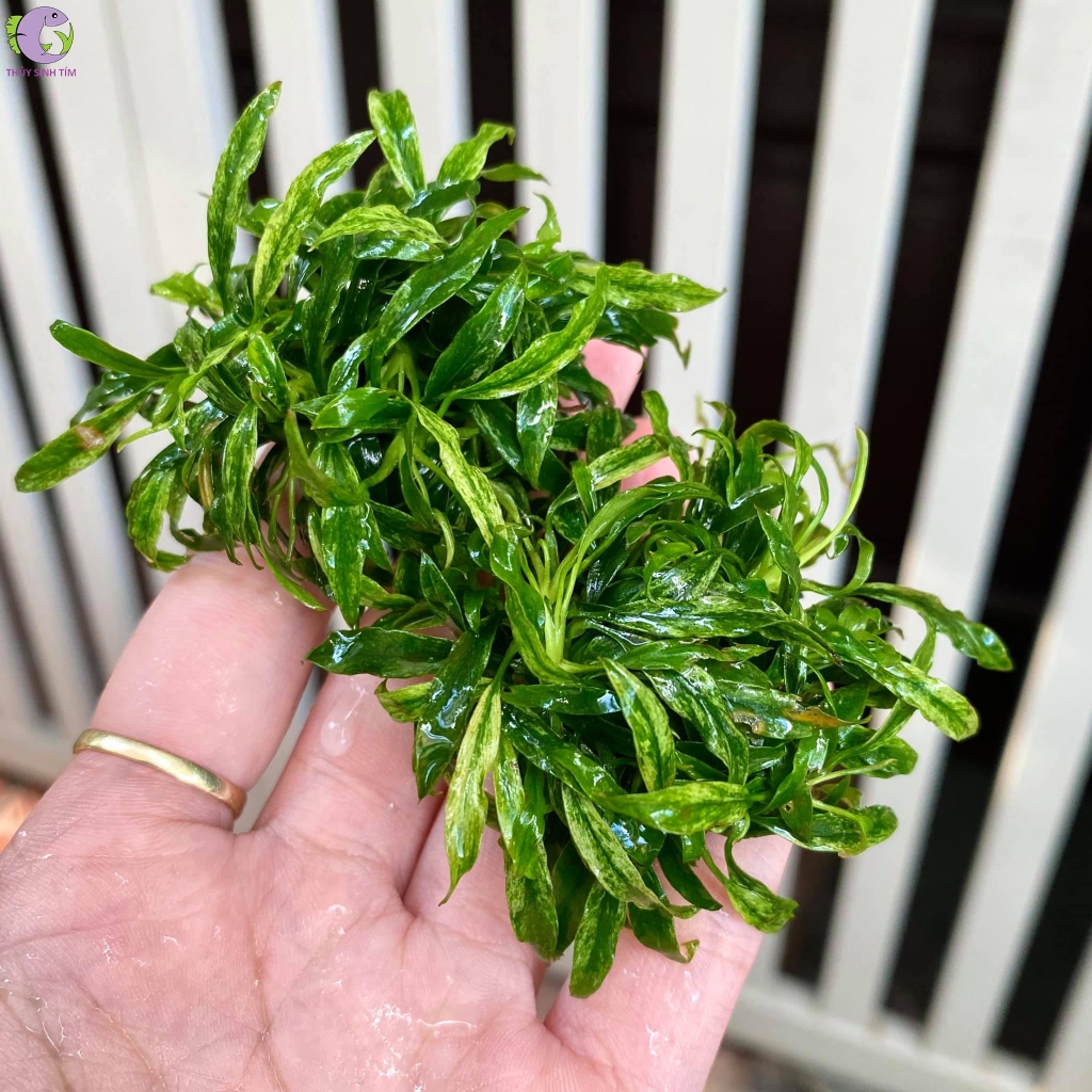 ráy lưỡi hổ cẩm thạch mini -1