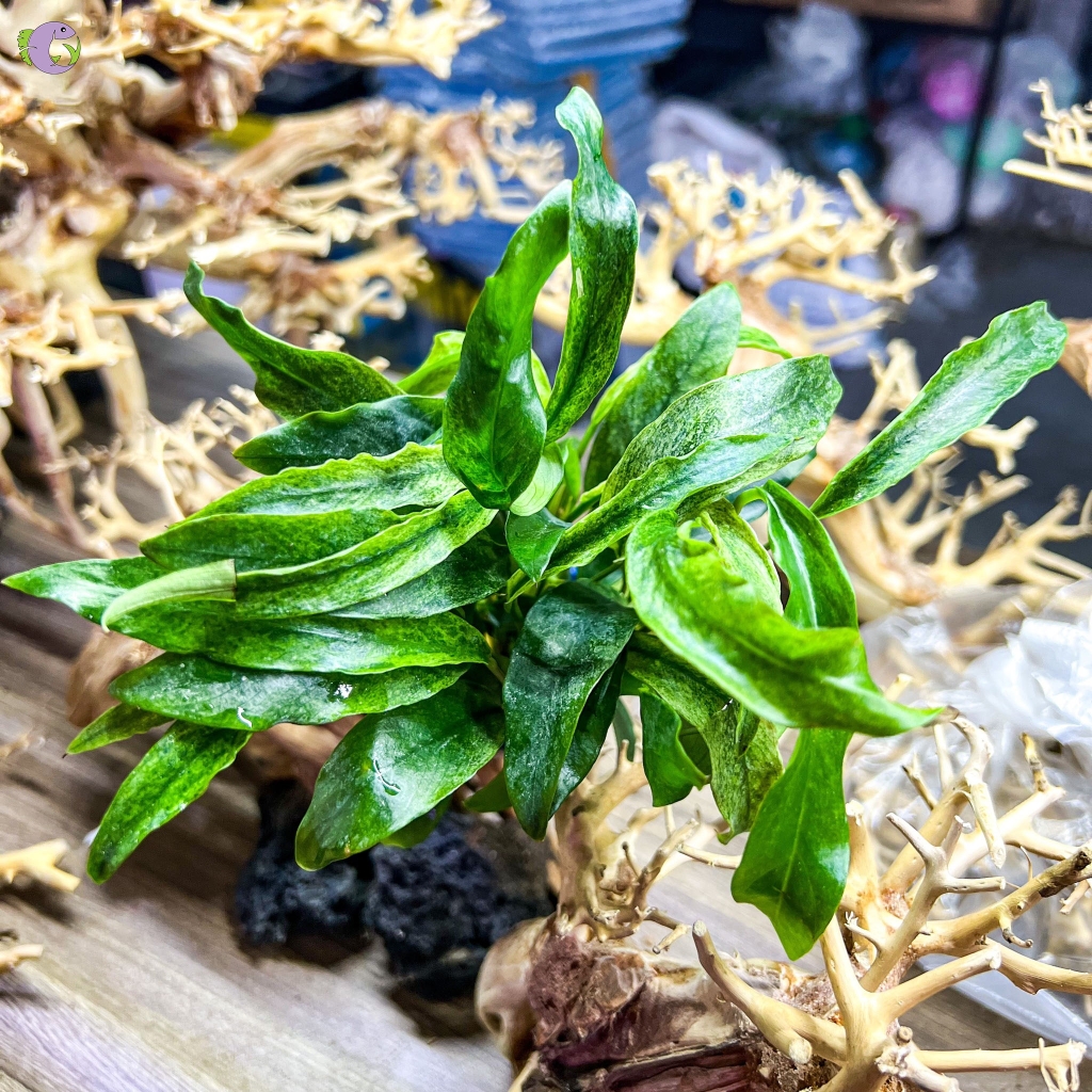 Ráy Lưỡi Hổ Cẩm Thạch