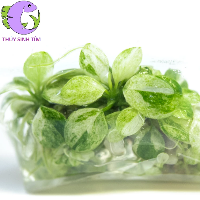 Ráy Nana Cẩm Thạch