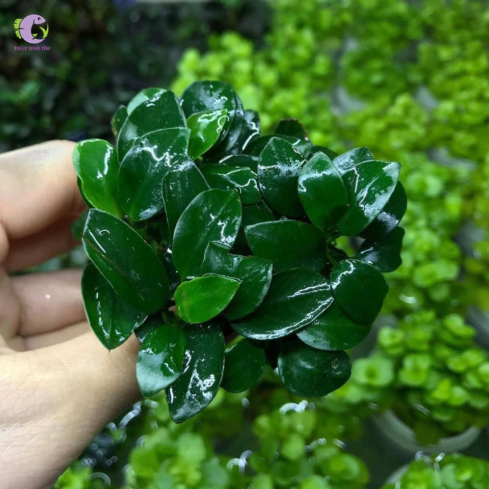 Cây Ráy Nana Petite Thái-3