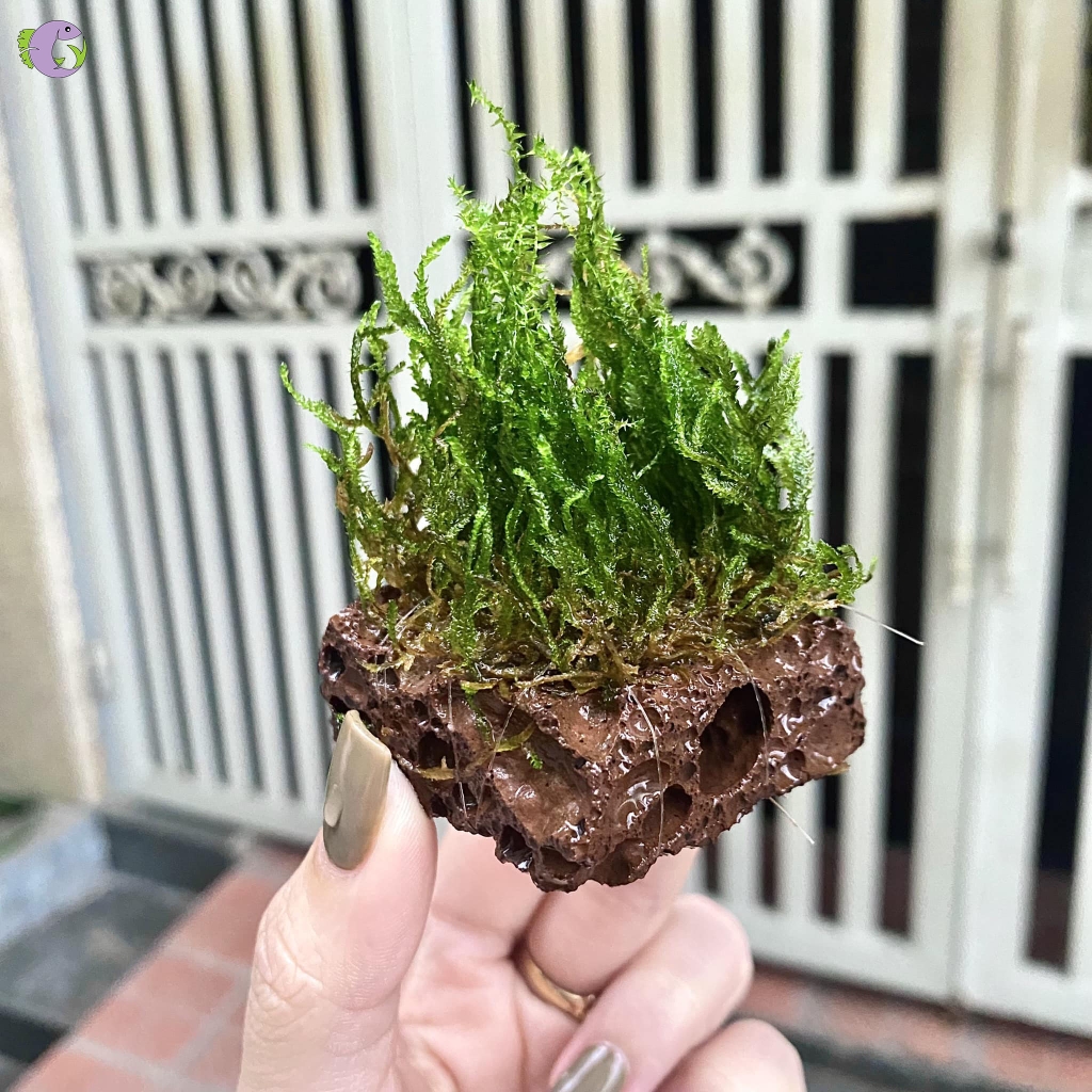 Rêu Gắn Nham Thạch